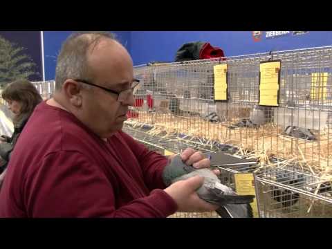 Expoaves echa a volar