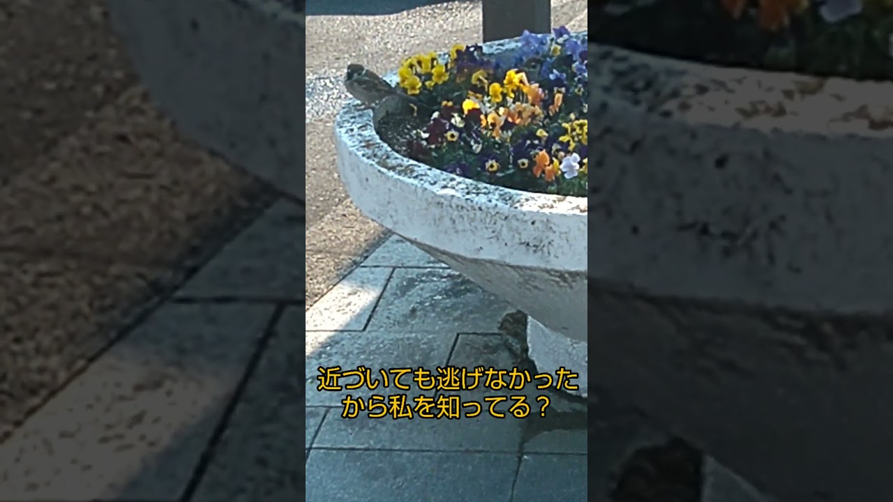 タクシーの運転手を頼るスズメ