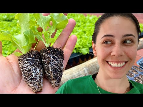 COMO FAZER MUDAS DE ALFACE