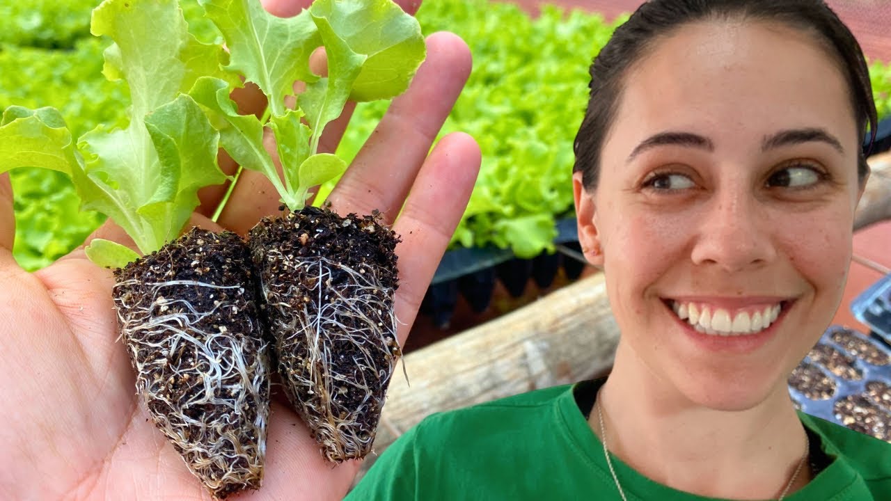 COMO FAZER MUDAS DE ALFACE