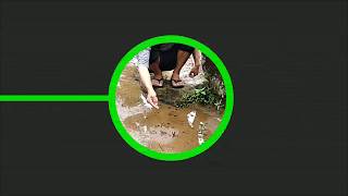 preview picture of video 'Fishing Eel in Pasir Jamu ( Ngurek di pasir jamu dapat banyak)'