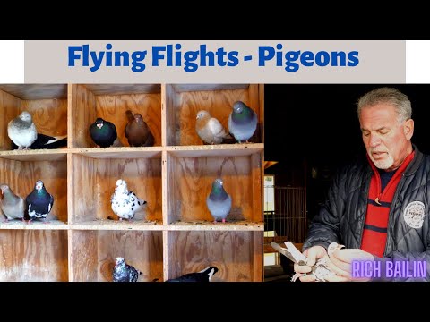 , title : 'NY Flying Flights [Pigeons] - Rich Bailin'