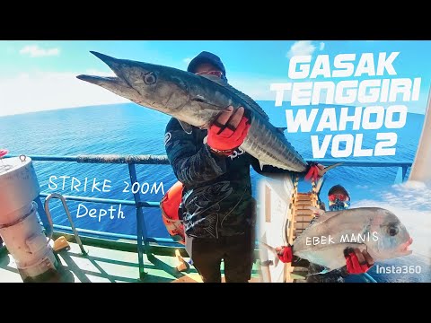Strike ikan Tenggiri Wahoo Bertubi Tubi Vol 2 | Daiwa Lexa Tw 400