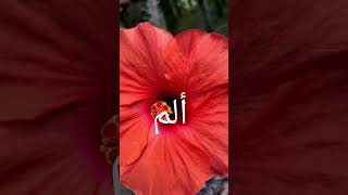 Download lagu Surah Alif Lam Mim mp3