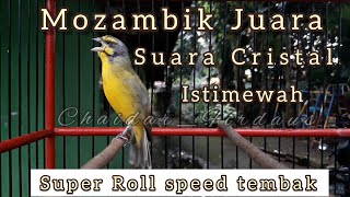 Download lagu Mozambik Gacor Konslet fighter bikin Juri BENGONG || Mozambik Juara || mp3