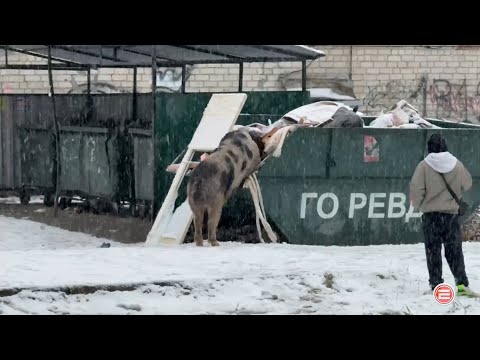 Для беспризорных свиней Ревды найден новый дом. Когда их приютит фермер-доброволец, неизвестно