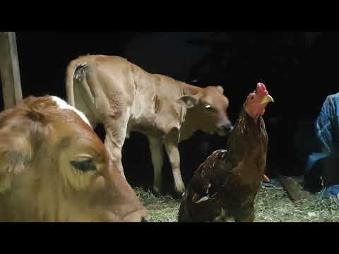🌧️ Rainy Farm Vibes 🐄🐔  Peaceful Moments with a Calf & Chickens  Calm Rural Life 🌿