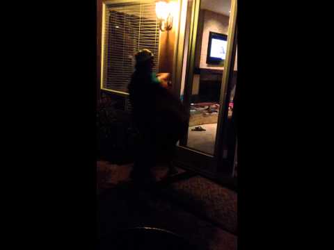 The Main Event!! Fight night!!