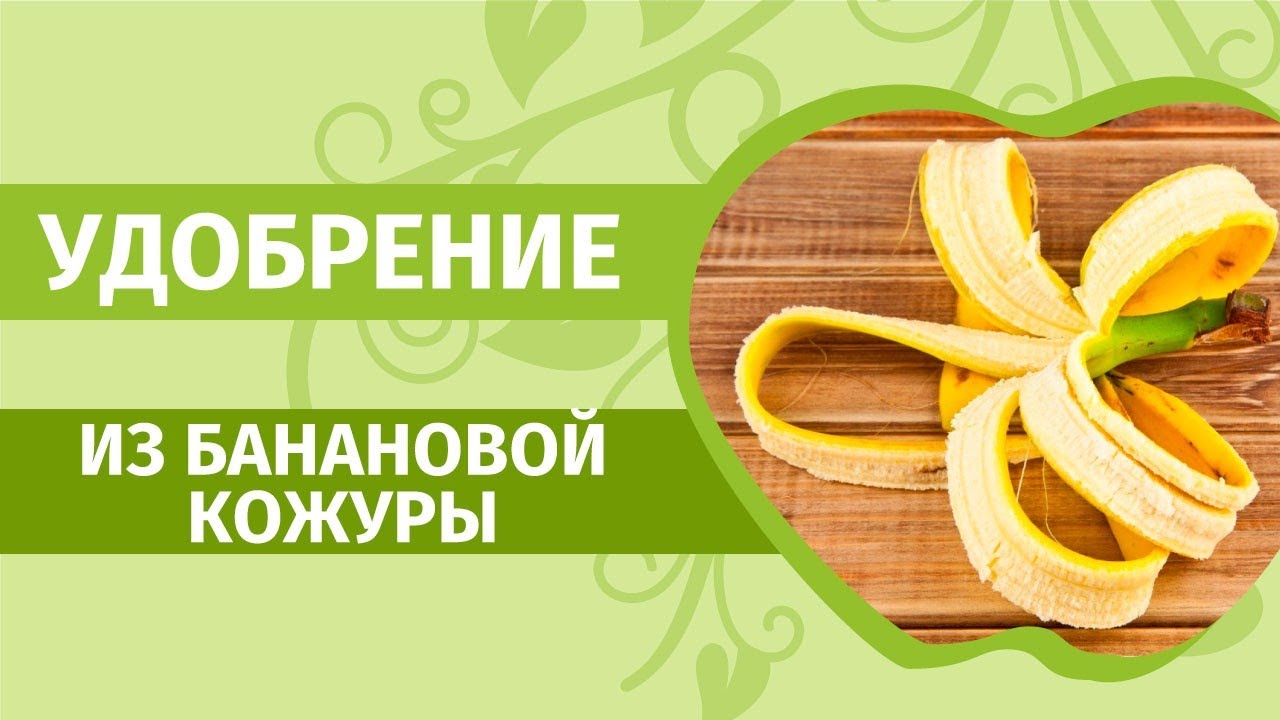 Удобрения из того, что под рукой: банановая кожура, зола, дрожжи, а так же витамины группы В