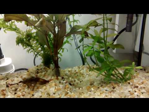 Meu Aquário - Dia 2