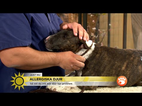 Är din 'pälskling' allergisk? Här ger veterinären sina bästa tips! - Nyheterna (TV4)