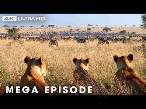 Savage Kingdom: The Ultimate Price of Survival  | Nature Animal Documentary