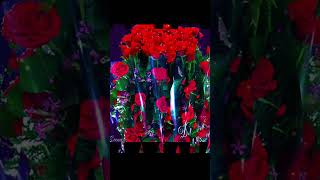 Cowboy Junkies Anniversary Song