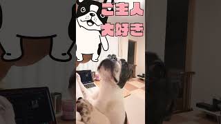 【フレブル】愛が止まらない❤️ #フレンチブルドッグ #vlog #大好き #frenchie #shorts 　　　　"Can't stop the love."