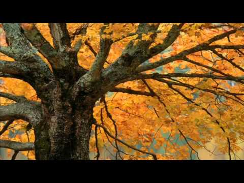 The Morningside - The Autumn People (subtitulado)