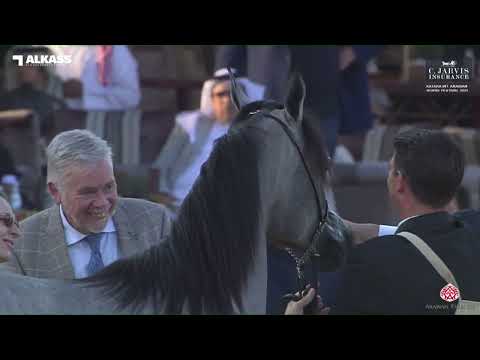 N 14 D ASERAH   Katara Int  Arabian Horse Festival 2023   Yearling Fillies Class 1B