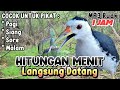 BARU SUARA RUAK RUAK SUARA PIKAT BURUNG RUAK RUAK ASLI CEPAT DATANG