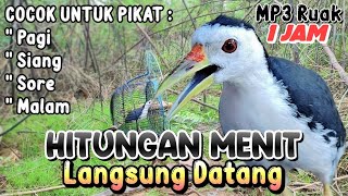 Download lagu BARU.!!  SUARA RUAK RUAK, SUARA PIKAT BURUNG RUAK - RUAK ASLI, CEPAT DATANG mp3