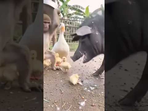 Không nghĩ con lợn lại làm chuyện này may mà có con khỉ #animals #viralshort #trendingshorts