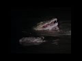 Nile Crocodile Kills African Lion