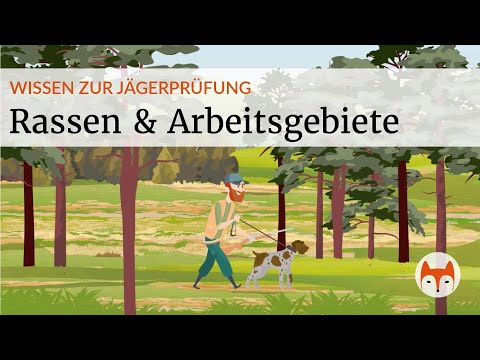 Hunting dog breeds – everything you need to know for the hunter’s exam