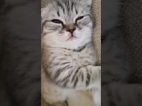 malung c tiger kc my sipon