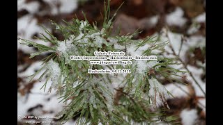 Galerie Fotoserie Winter Impressionen - Hackenheim - Rheinhessen