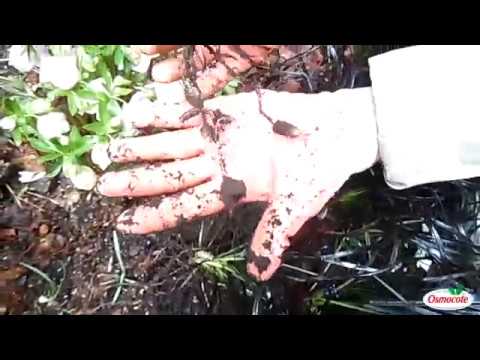 Dividing Black Mondo Grass