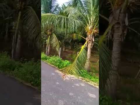 ECR Anumandhai  tollgate near 5 kms total 5 .50 acres land sale.contact .ECR.Sadhick.9444152904.