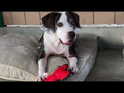 Staffordshire bull terrier beagle mix sales
