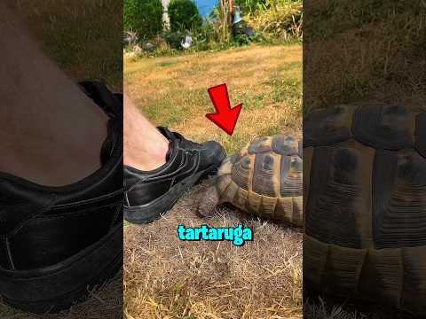 A tartaruga que ataca sapatos pretos sem pensar duas vezes! 😱🐢