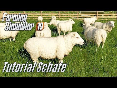 , title : 'LS19: Schafe Tutorial - für Einsteiger'