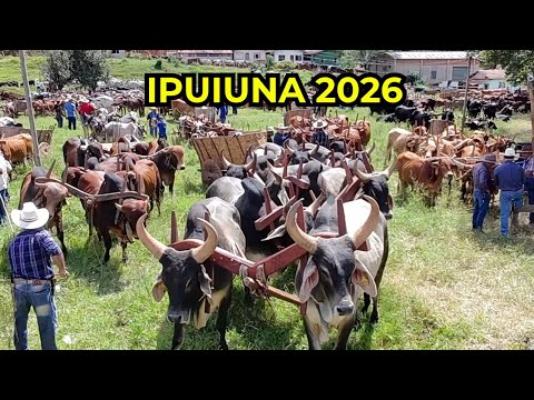 A CONCENTRAÇÃO DOS CARREIROS EM IPUIUNA-MG