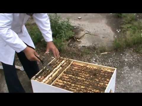 3. Apicultura practica - Analiza amanuntita a comportamentului Bio Stupului pe vatra 3/4