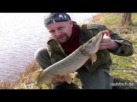 Uferangeln mit Matze Koch