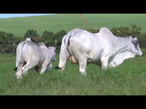 CAMBRAIA FIV DA FAZ.VITORIA