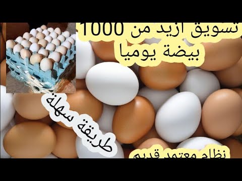 , title : 'الدجاج البلدي: طرق تسويق البيض والدجاج البلدي والسلالات بكميات كبيرة.How to market eggs'