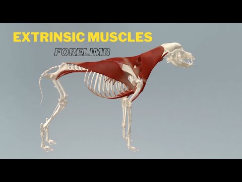 Extrinsic Muscles of Forelimb | Veterinary Anatomy | Dog Forelimb Myology |