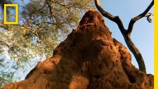 Termite-Inspired Robots Can Build Unsupervised