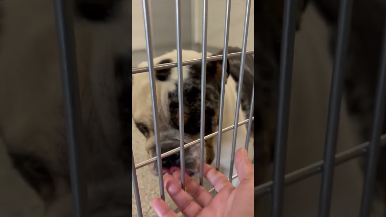 This Poor Boy video