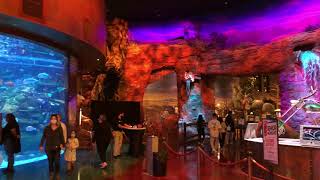The Aquarium at the Silverton Casino Hotel in Las Vegas, Nevada