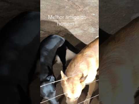 Meus cães de guarda na chácara em Guaraci PR 🇧🇷