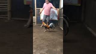 Download lagu 3X Winner Sweater Bulik Battle of the Bigboys Winner STRIKEBACK GF BATAAN mp3