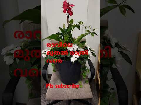 Flowers..... #flowers lover.