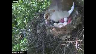 preview picture of video 'Nilgans polstert Nest aus'