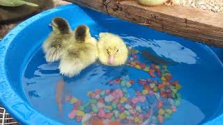 Duck funny  Happy Duck Energy You Need Today