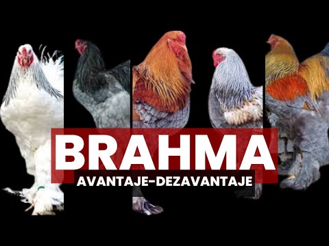 , title : 'Rasa gaina Brahma Caracteristici Avantaje Intretinere'