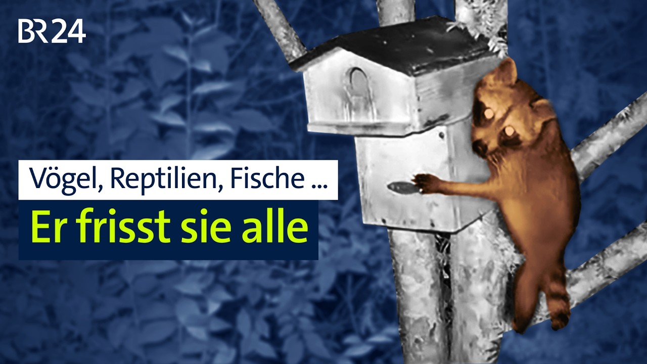 Waschbären-Invasion: Die neuen ungebetenen Nachbarn | BR24 vor Ort