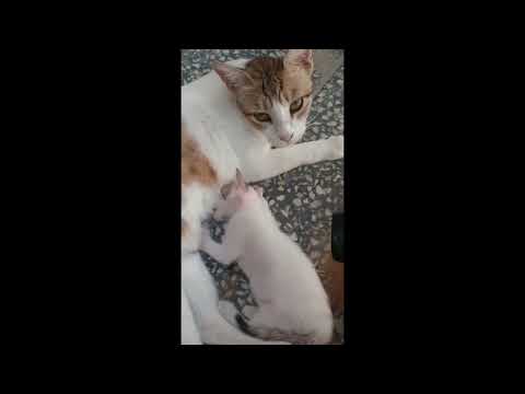 cats feeding  😜 🤡 🙆
