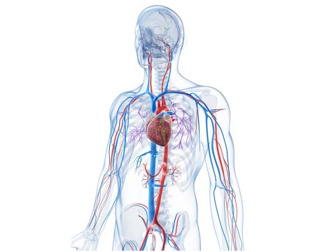 Fisiología circulatoria: Distensibilidad vascular y funciones de los sistemas arterial y venoso